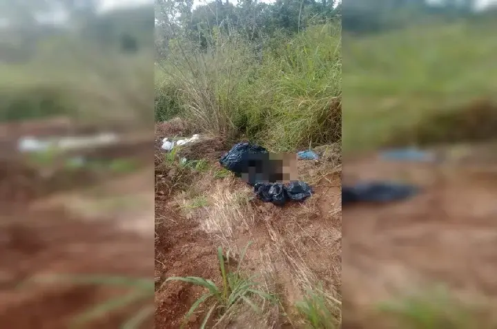 Cães são encontrados mortos dentro de sacos em Novo Gama