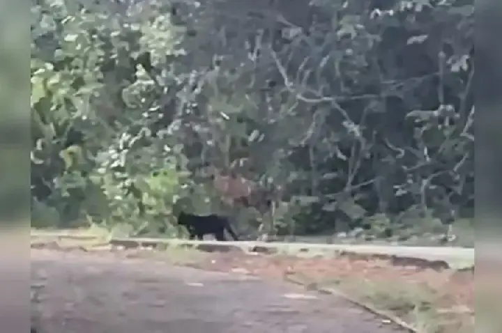 Morador confunde Gato preto com onça e chama polícia ambiental no DF