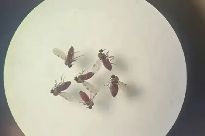 Primeiro caso de Febre Oropouche é confirmado em Goiás