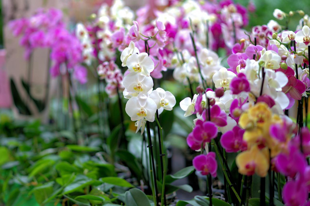 39° Exposição de Orquídeas e Festa do Peixe