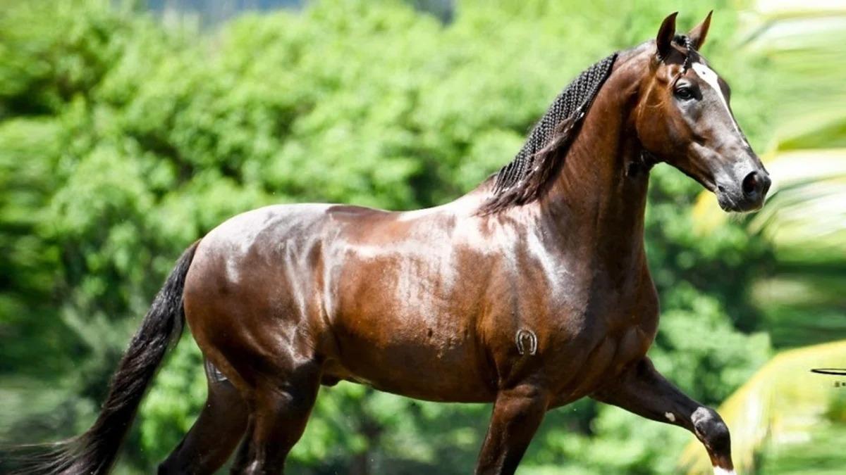 Cavalo de R$ 12 milhões teria morrido após comer ração de fábrica de Goiás, diz advogada