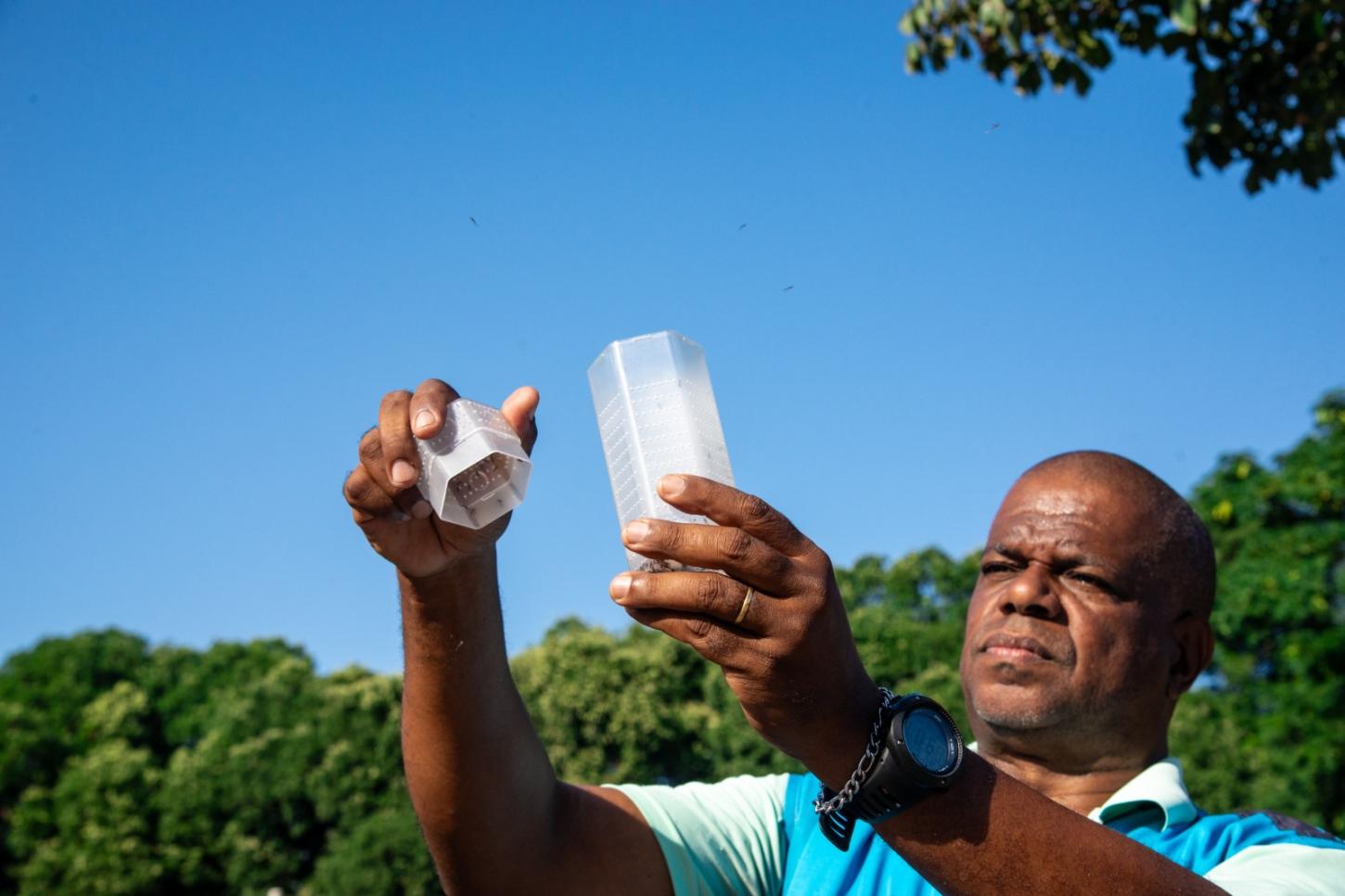 Combate a dengue ; Governo de Goiás acompanha estratégia que solta mosquitos com bactéria para conter a dengue