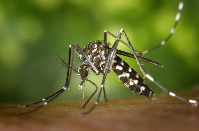 Dengue: Luziânia e Valparaíso receberão 2 milhões de mosquitos com bactéria por semana