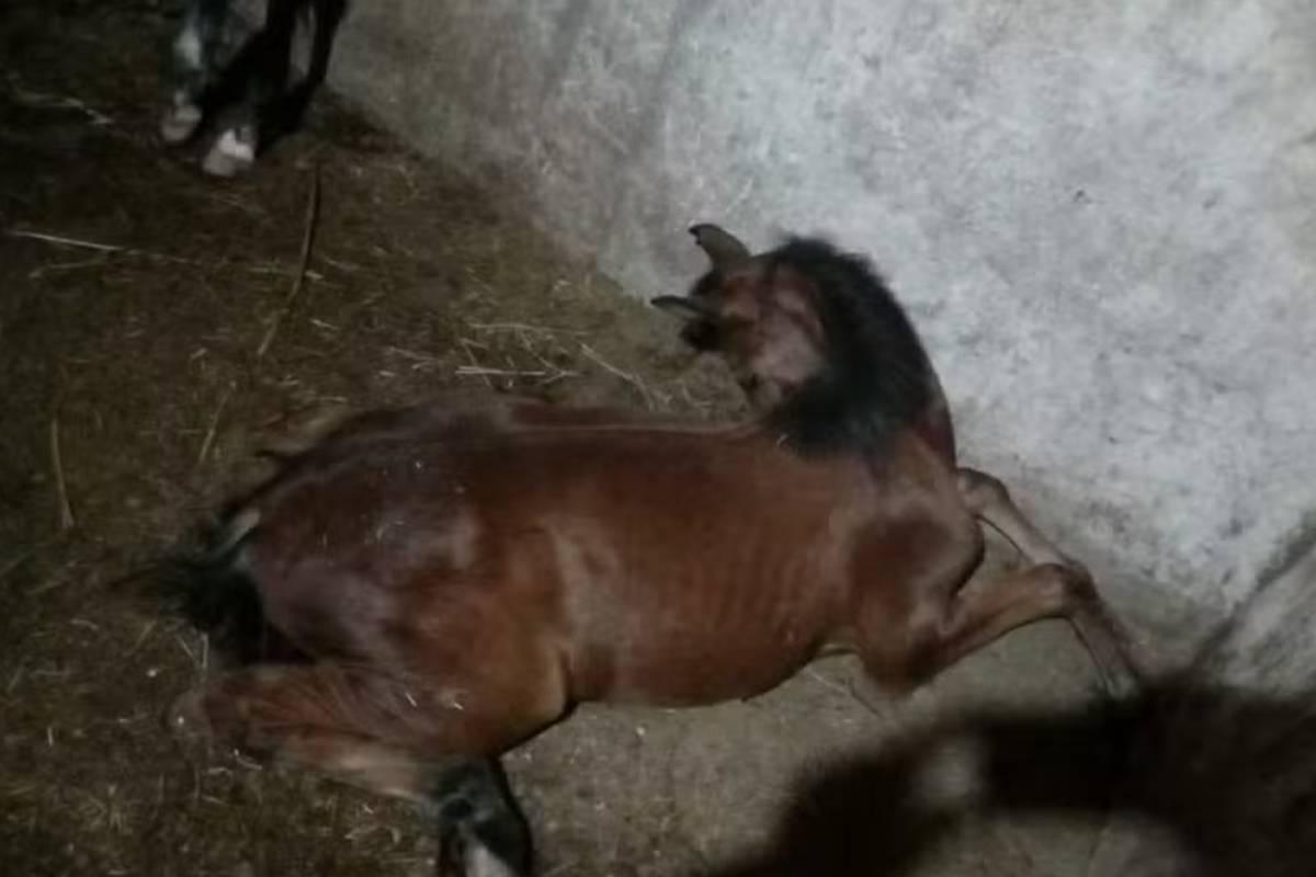 Mais de 600 cavalos podem ter morrido após comer ração fabricada em Goiás