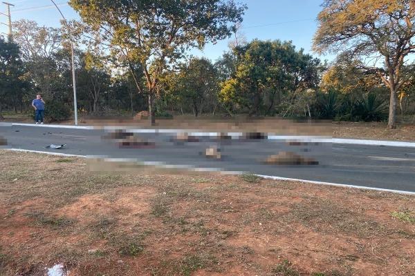 Motorista que atropelou capivaras alegou “não ter visto” bichos na via