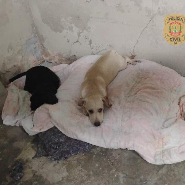 Polícia Civil resgata cães vítimas de maus-tratos em comércio de Samambaia