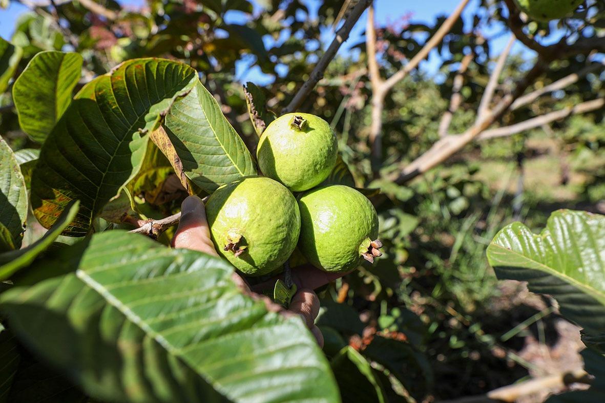Produção agrícola do DF movimentou mais de R$ 5,8 bilhões em 2024 com alta dos setores de frutas, flores e pecuária