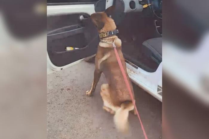 VEJA; Cão policial encontra drogas escondidas em porta de carro
