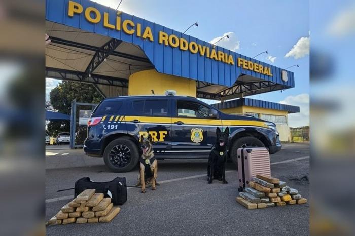 Cães da PRF encontram 29 kg de maconha com passageiras de ônibus no DF