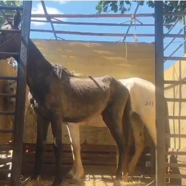 Dupla é presa e dois adolescentes são apreendidos suspeitos de furtar cavalos na Ponta Alta