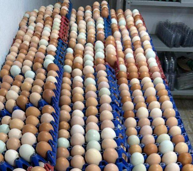 Fiscalização apreende mais de mil ovos irregulares no DF