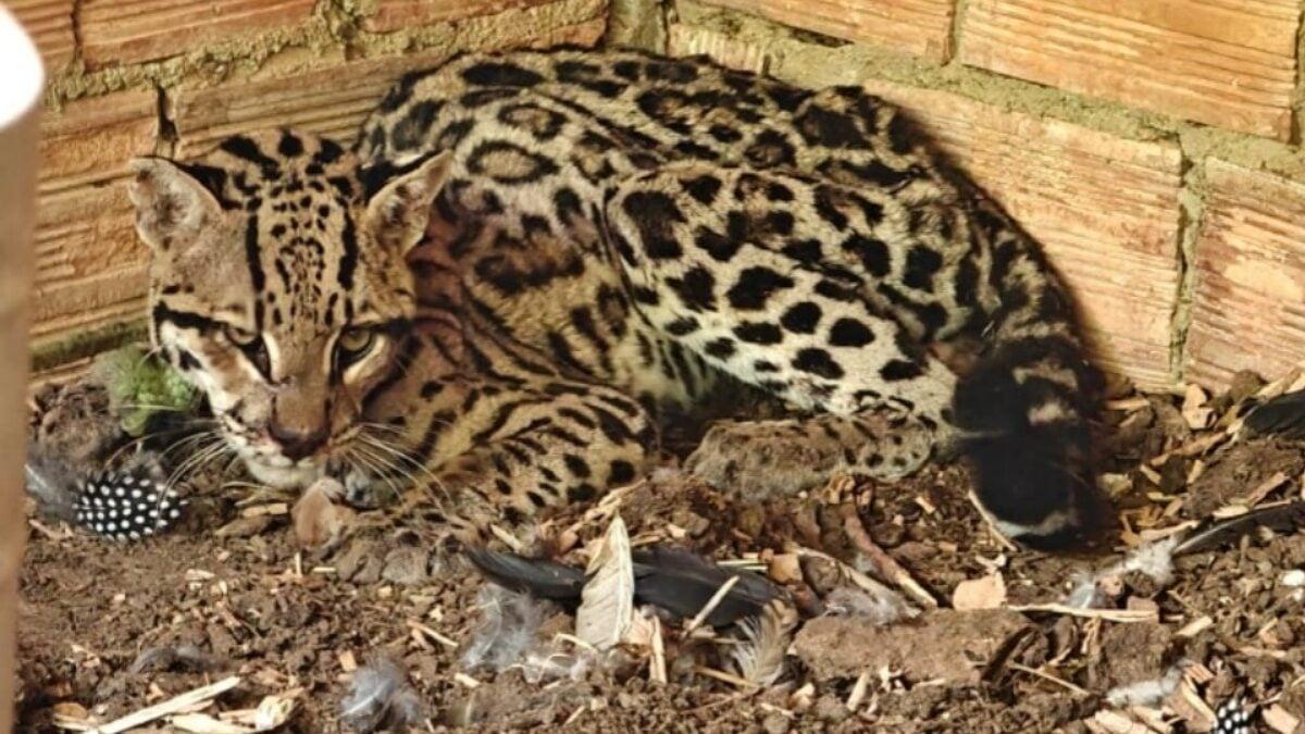 Jaguatirica ferida é resgatada após invadir galinheiro e ‘jantar’ 11 aves em Cidade Ocidental