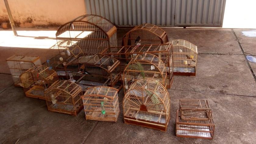 Polícia resgata pássaros silvestres de cativeiro, em Luziânia