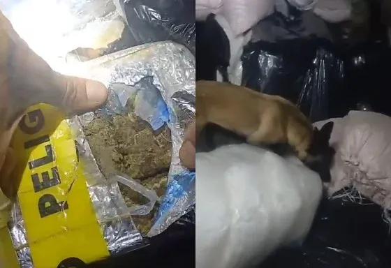 Caminhoneiro que transportava drogas foi preso com 30 kg de skunk em Goiás