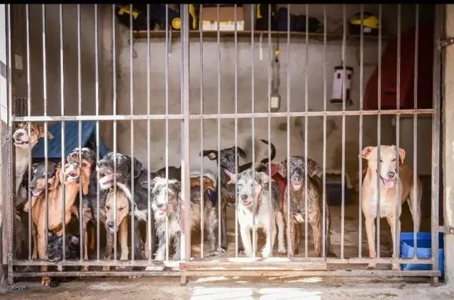 Goiás pode ter política de apoio às casas mantenedoras de animais abandonados