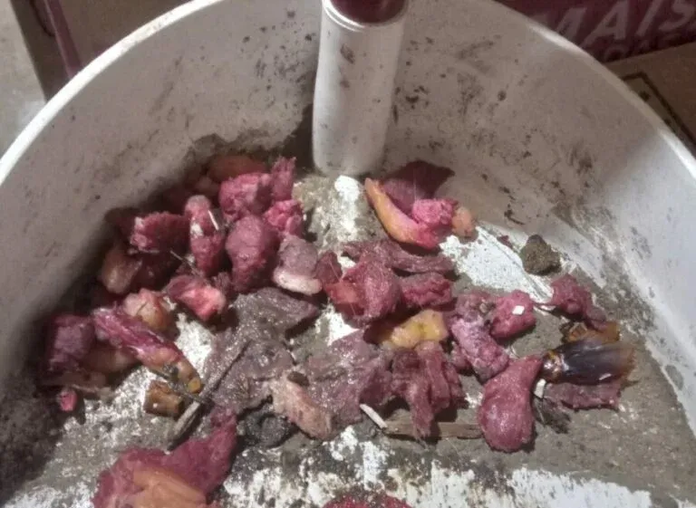 Homem é preso suspeito de envenenar e matar dezenas de Gatos no interior de Goiás