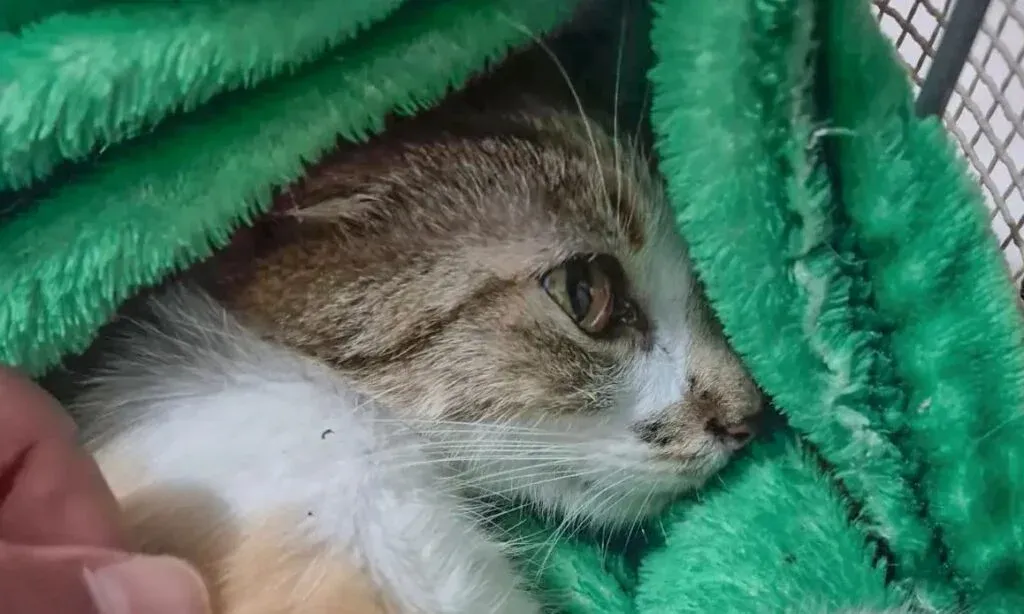 Mulher é presa após arremessar gata do 12º andar de prédio em Curitiba