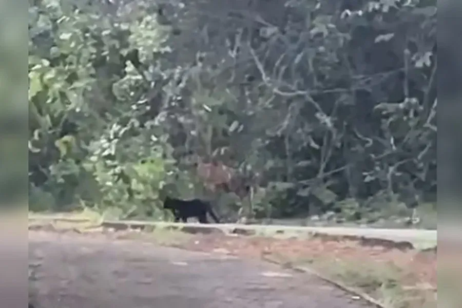 Morador confunde Gato preto com onça e chama polícia ambiental no DF