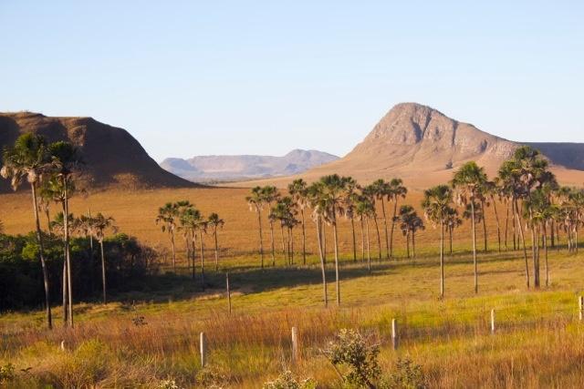Sebrae Goiás apresenta proposta de Plano Diretor Florestal para Goiás