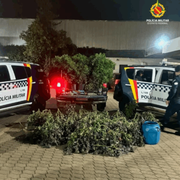 PMDF apreende 80 pés de maconha, “supermaconha” e espingardas no SIA