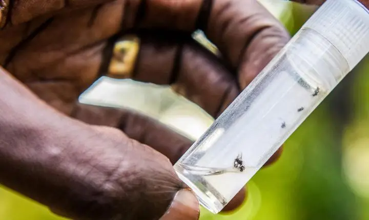 Goiás registra alta de 14% nos casos de dengue em 2026