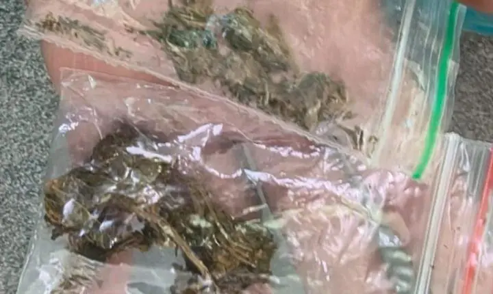 Mulher é levada à delegacia após PM encontrar plantação de maconha em residência de Ceilândia