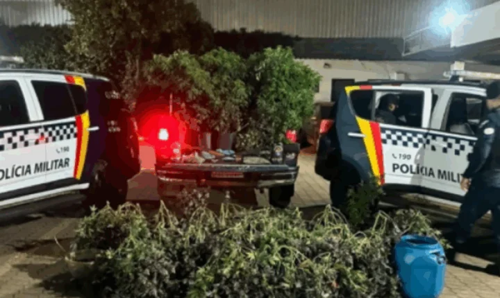 PMDF apreende 80 pés de maconha, “supermaconha” e espingardas no SIA