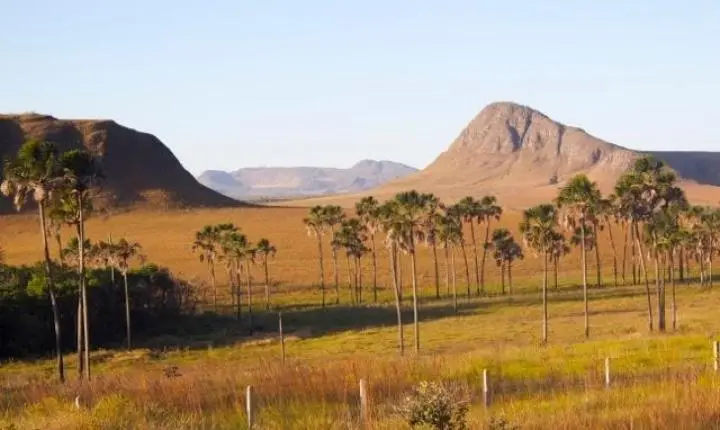 Sebrae Goiás apresenta proposta de Plano Diretor Florestal para Goiás